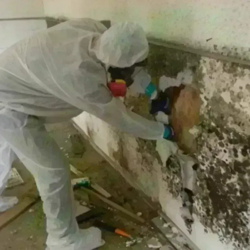 Mold Remediation and Removal in Panola County, TX